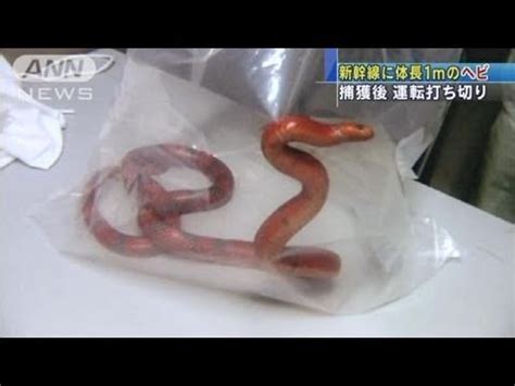 東海道新幹線 ヘビ